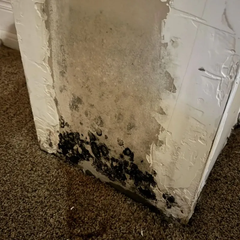 Professional Mold Removal in New Springville, NY